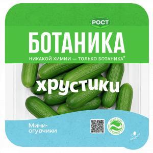 Огурцы